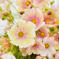 200+ Apricot Lemonade Cosmos Seeds - Rare Pastel Blooms - Easy to Grow Annual for Gardens, Borders & Pollinators