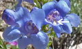 100mg Penstemon Cyanocaulis Seeds, Bluestem Penstemon, Drought-Tolerant Native Wildflower