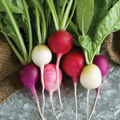 Easter Egg Radish Seeds | Heirloom Non-GMO | Colorful Radishes | Fast Growing | 30 Days to Harvest | USDA Zones 3-10 |