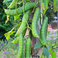 10 Wonder Bean Seeds - Giant Jack/Sword Beans (Canavalia ensiformis) - High-Yield, Easy to Grow, Edible Legume for Garden or Vine