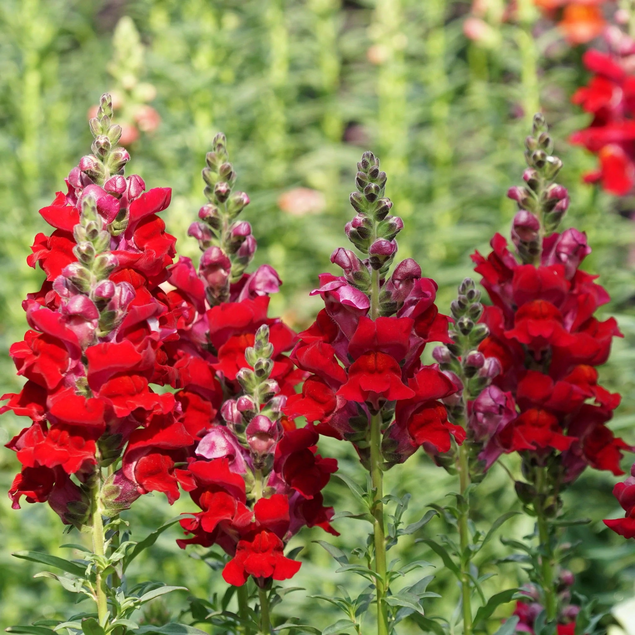 Antirrhinum majus Rocket Cherry Snapdragon Seeds – 1000+ Vibrant Cherry-Red Blooms for Garden & Cut Flowers