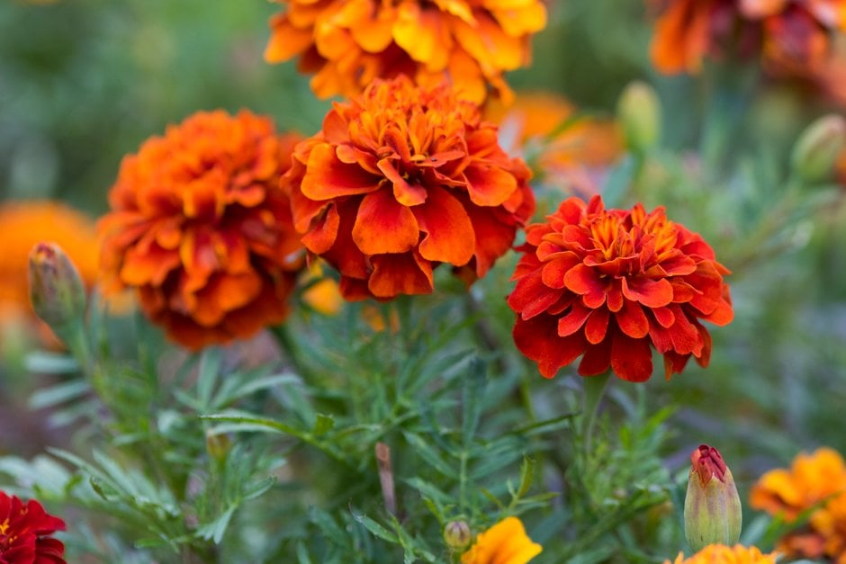 Tagetes patula French Fireball Marigold 25 Seeds – Vibrant Red & Gold Blooms for Garden and Borders