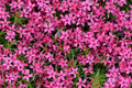 Scarlet Flame Creeping Phlox 100 Seeds – Perennial Groundcover with Scarlet Blooms for Borders, Slopes, and Rock Gardens – USA
