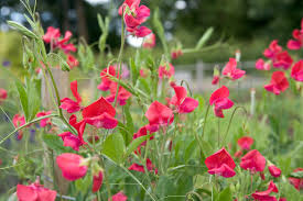 Thomas & Linda Sweet Pea Seeds – 50+ Warm Pink Blooms – Climbing Vine for Trellises, Bouquets, Cottage Gardens,Romantic Floral Arches – USA