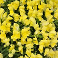 Floral Showers Yellow Snapdragon Seeds (Antirrhinum majus) | 1000+ Seeds | Bright Yellow Blooms for Garden & Containers