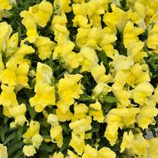 Floral Showers Yellow Snapdragon Seeds (Antirrhinum majus) | 1000+ Seeds | Bright Yellow Blooms for Garden & Containers