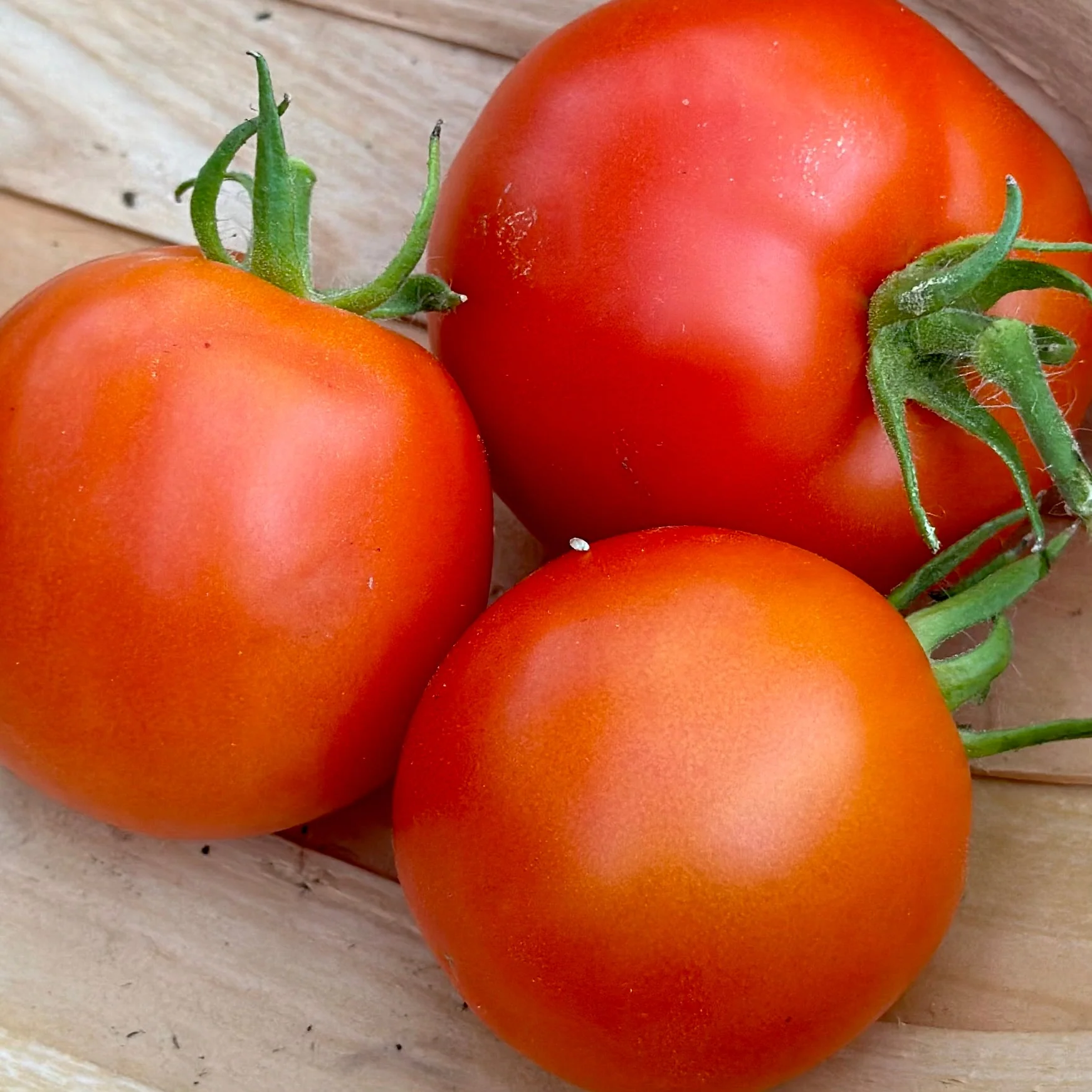Legend Tomato Seeds – 100mg for Planting, Early & Disease-Resistant Variety, Juicy Red Fruits, Great for Slicing, Salads