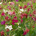 500 Seeds Tobacco SENSATION Mix (Nicotiana alata) Jasmine Fragrant Flowers Non-GMO, Aromatic Tobacco, Perfect for Gardens