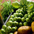 500+ Nelson F1 Brussels Sprouts Seeds – High-Yield Hybrid for Garden & Home Growing