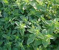 100mg Italian Oregano Seeds | Origanum vulgare | Heirloom, Non-GMO Culinary Herb | Aromatic & Easy to Grow