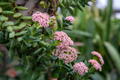 Crassula ‘Springtime’ Bride’s Bouquet | 1 Bare Root Live Succulent | Compact, Clusters of Pink Blooms, Easy-Care Houseplant