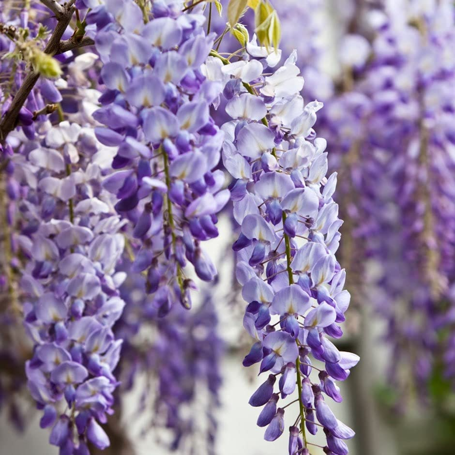 1 Bare Root Blue Chinese Wisteria Tree, 1-2 Ft Tall Live Plant, Wisteria sinensis, Ready to Plant