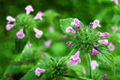 Florida Calamint Seeds (Clinopodium dentatum) | 25 Seeds | Fragrant Perennial Herb for Pollinators, Tea, and Drought-Tolerant Gardens