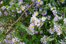Symphyotrichum puniceum Seeds – Swamp Aster – Native Wildflower with Violet Blooms, Pollinator Plant for Moist Gardens and Rain Gardens