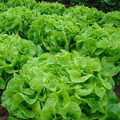 1000 Oak Leaf Lettuce Seeds – Lactuca sativa – Heirloom Loose-Leaf, Tender Texture, Sweet Flavor, Non-GMO, Fast-Growing, Heat-Tolerant