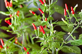250mg Thai Garden Bird Hot Pepper Seeds Capsicum annuum | Very Hot, Non-GMO, Authentic Thai Cuisine, Spicy Chili for Sauces & Dishes