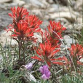 Northwestern Indian Paintbrush Seeds (Castilleja angustifolia v. dubia) – 300 Seeds, Native Wildflower, Pollinator-Friendly, Perennial