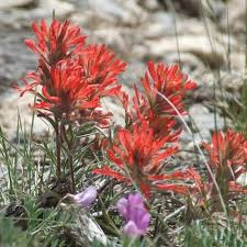 Northwestern Indian Paintbrush Seeds (Castilleja angustifolia v. dubia) – 300 Seeds, Native Wildflower, Pollinator-Friendly, Perennial