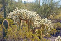 5 Cylindropuntia Fulgida Teddy Bear Cholla Cactus Cuttings - Unique Prickly Pear Cactus Segments for Propagation & Desert Gardens
