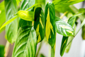 Ctenanthe lubbersiana ‘Never Never Plant’ | 1 Bare Root Live Variegated Houseplant (1-2 ft) | Easy Care Indoor Plant