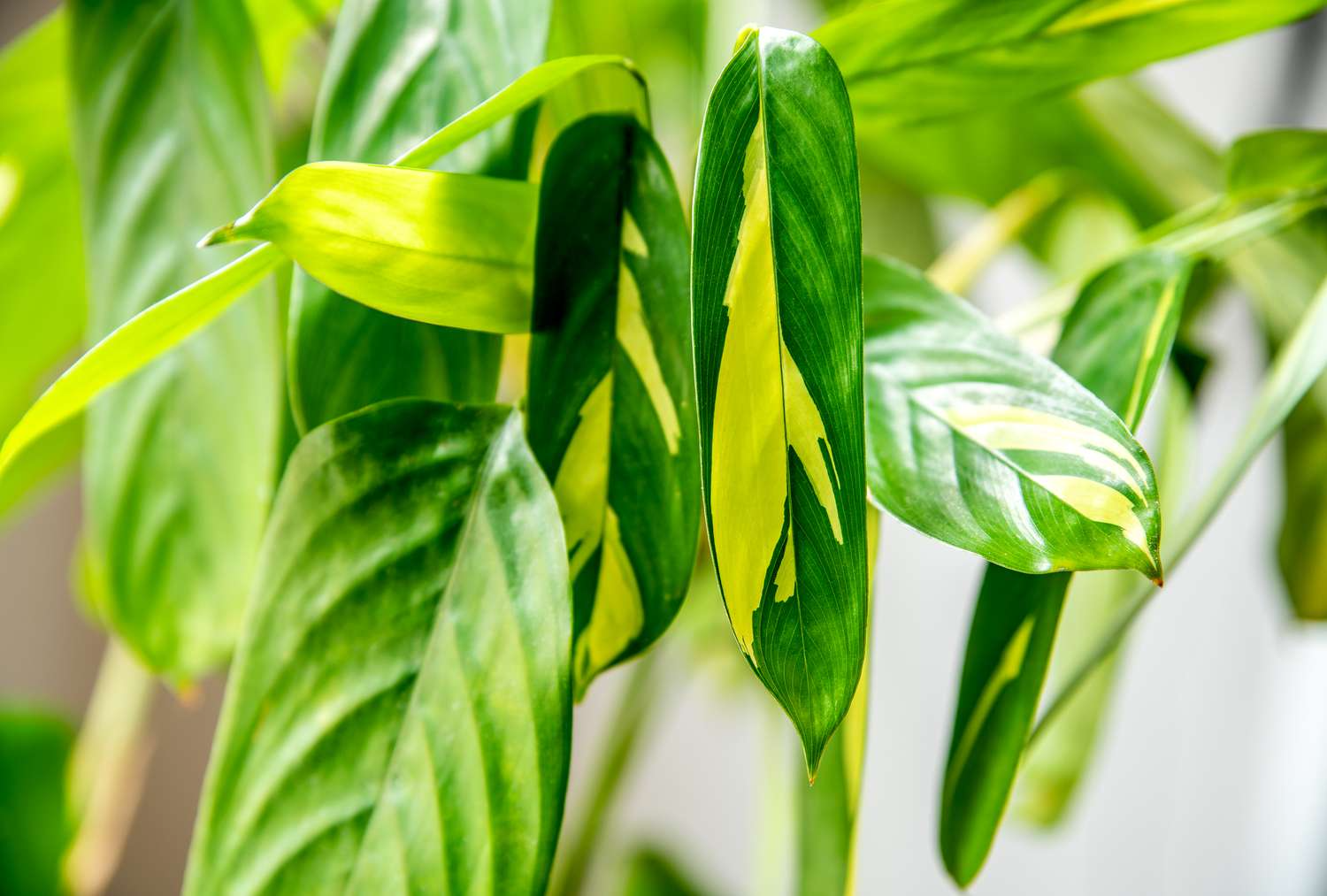 Ctenanthe lubbersiana ‘Never Never Plant’ | 1 Bare Root Live Variegated Houseplant (1-2 ft) | Easy Care Indoor Plant