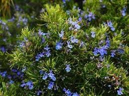 Organic Rosemary Herb Plants (Rosmarinus officinalis) | Live Dipped Cuttings 10”-12”