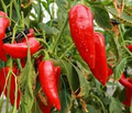 Giant Marconi Red Sweet Pepper Seeds – 250mg for Planting, Award-Winning Variety, Sweet & Tender, High Yield, Garden Container Friendly