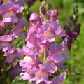 Antirrhinum majus Rocket Orchid Snapdragon Seeds – 1000+ Elegant Purple Blooms for Garden & Cut Flowers