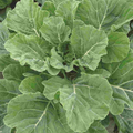 2,000 Georgia Collard Seeds – Heirloom, Non-GMO, Cold & Heat Tolerant,