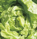 1000 Tom Thumb Lettuce Seeds – Lactuca sativa – Mini Heirloom Butterhead, Sweet & Tender, Fast-Growing