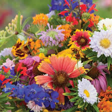 500 Wildflower Seeds - Blue Ribbon Mix | Heirloom, Non-GMO, Pollinator Blend w/ Perennials | Bee, Butterfly & Garden Friendly