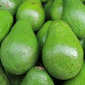 1 Avocado Semil 34 (Persea americana) Starter Plant – Tropical Live Fruit Tree 12″-24″