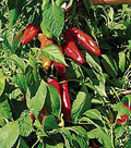 Ms. Junie Hot Pepper Seeds – 250mg for Planting, Caribbean-Style Pepper, Bold Heat, High Yield, Great for Sauces, Salsas & Cooking
