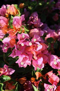 Rosenka Bougainvillea Starter Plant | Rare Well-Rooted Plug | Colorful Live Evergreen | Tropical Vine for USDA Zones 9+