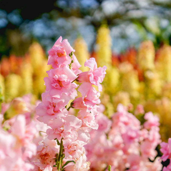 Antirrhinum majus Legend Double Pink Snapdragon Seeds – 1000+ Lush Double Blooms for Garden & Bouquets