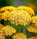 Gold Yarrow (Achillea filipendulina) | 500 - 10,000 Seeds – Drought-Tolerant, Pollinator-Friendly Flower