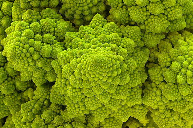 1,000 Romanesco Broccoli Seeds – Non-GMO Heirloom, Unique Fractal Shape, USA Seller,