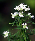 30mg Mountain Mint Herb Seeds | Pycnanthemum spp. Aromatic Perennial | Pollinator-Friendly & Medicinal Herb