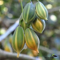 Oak Leaved Papaya Seeds - 25+ Tropical Fruit Seeds, Fast Shipping, Unique Lobed Foliage, Container or Garden Growing
