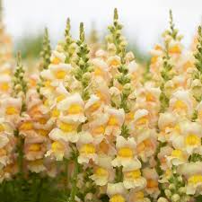 Costa Apricot Snapdragon Seeds (Antirrhinum majus) | 1000+ Seeds | Peachy-Orange Blooms for Garden & Cut Flower Arrangements
