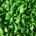 1g Spinach Bloomsdale Long Standing Seeds Spinacia oleracea | Heirloom, Non-GMO, Rich Flavor, Slow to Bolt, Cool-Season Vegetable