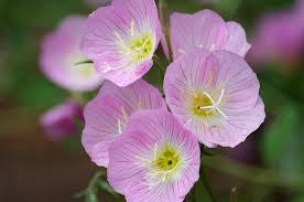 Showy Evening Primrose, Oenothera Speciosa, Pink Perennial Wildflower