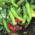 10 Seeds Shishito Pepper, Mild Japanese Pepper, Perfect for Grilling and Sautéing