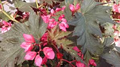 Tom Ment Begonia Seeds - 25+ Count - Colorful Garden Planting - Begonia x tuberhybrida - USA