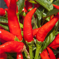 250mg Mosco Pueblo Mirasol Chile Guajillo Hot Pepper Seeds Capsicum annuum | Bold Flavor, High Yield, Non-GMO for Salsas & Drying