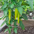 300mg Sweet Banana Pepper Seeds Capsicum annuum | Mild & Sweet, Non-GMO, Perfect for Salads, Pickling, and Fresh Eating