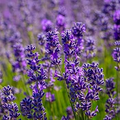 100mg Vera Lavender Seeds Lavandula angustifolia | Fragrant Herb, Heirloom, Non-GMO, Pollinator-Friendly, Perennial