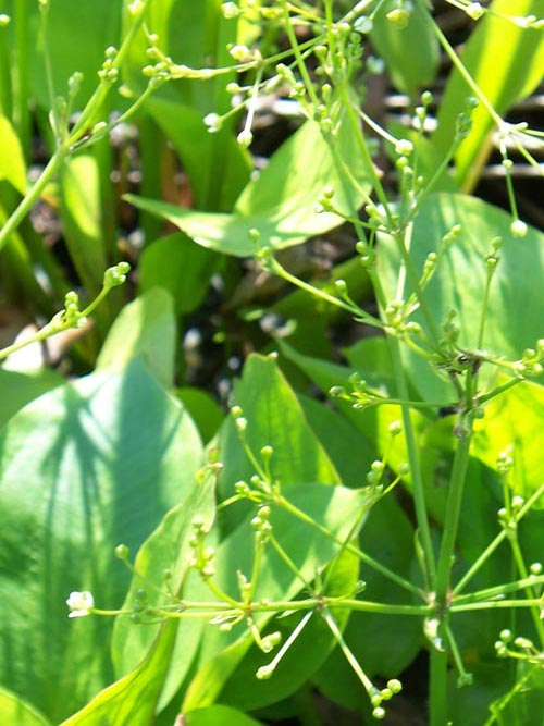 Mud Plantain Seeds 250mg | Alisma subcordatum | Aquatic Perennial, Native Water Plant, Wetland Habitat, Pollinator Friendly, Non-GMO