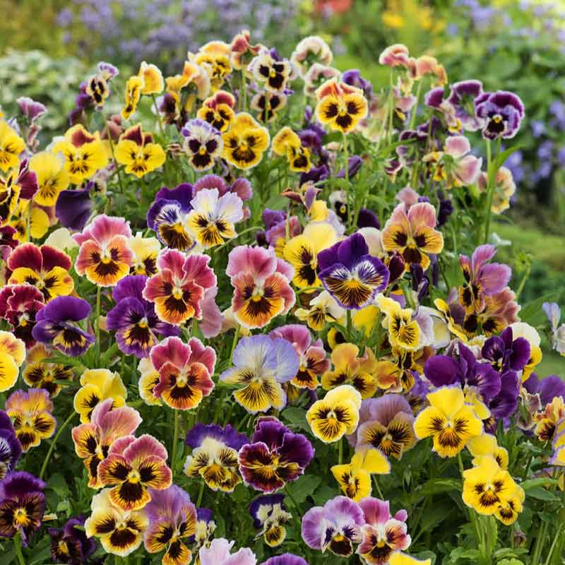 Rococo Mix Pansy Seeds – 200 Seeds – Ruffled Multicolor Viola Blooms for Borders, Containers, and Cool-Season Garden Planting – USA