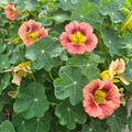 Purple Emperor Nasturtium Seeds – 50+ Seeds – Deep Burgundy Blooms for Pollinator Gardens, Containers, and Edging Borders – USA